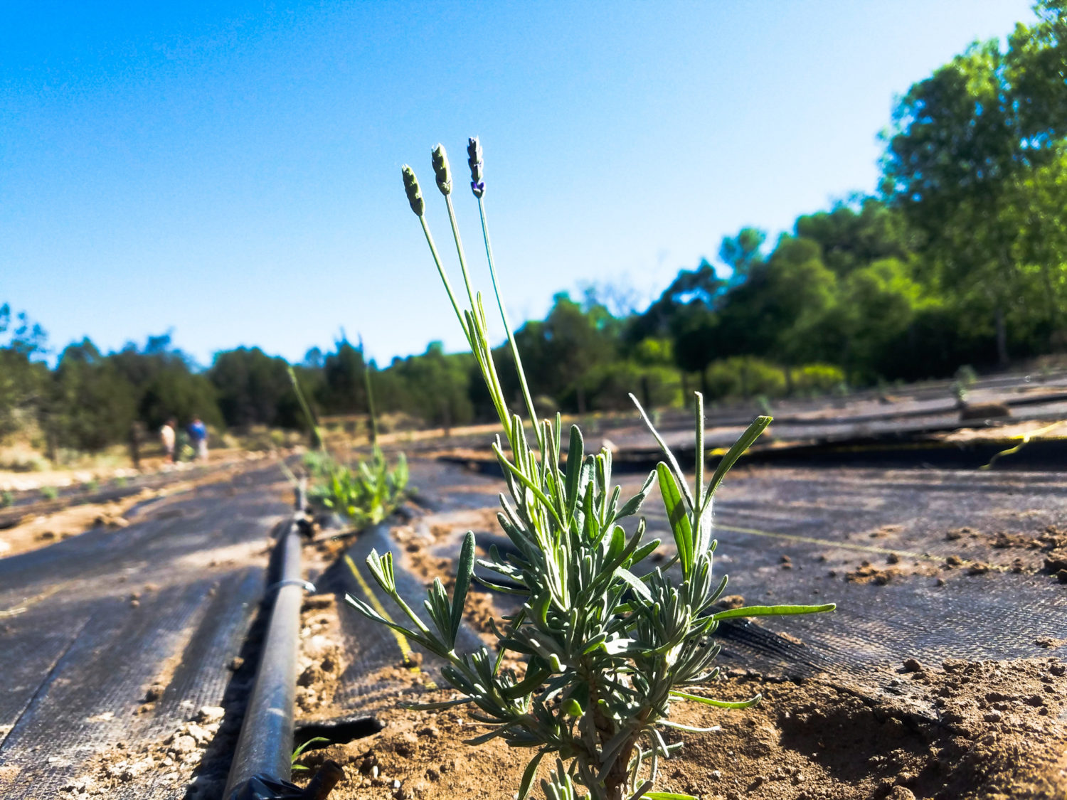 Baker Creek Lavender Farm Downtown Farmers Market in St
